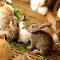 Wann und in welchem ​​Alter können Sie Kaninchen aus dem Kaninchen und den Regeln entfernen