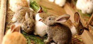 När och i vilken ålder kan du ta bort kaniner från kaninen och reglerna