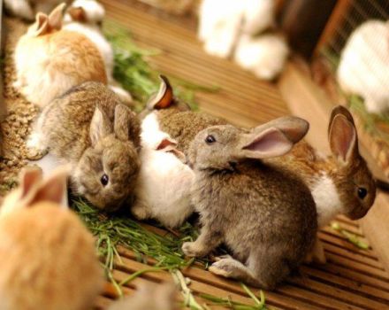 När och i vilken ålder kan du ta bort kaniner från kaninen och reglerna
