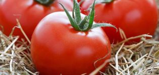 Labākās augsto tomātu šķirnes atklātā zemē un audzēšanas īpašībām