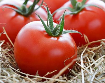 Các giống cà chua cao tốt nhất cho đất trống và các tính năng canh tác