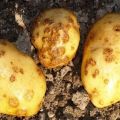 Bulvių šašelio (rizoktonijos) aprašymas ir gydymas, šiuolaikinės kontrolės priemonės