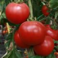 Description of the Strega tomato variety, its characteristics and productivity
