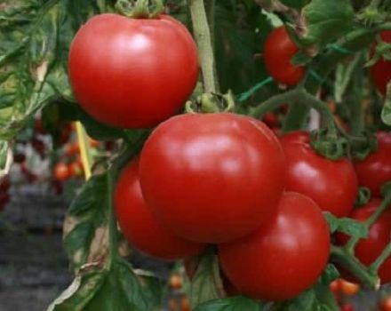 Strega pomidorų veislės aprašymas, jo savybės ir produktyvumas