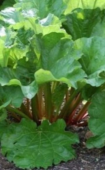 Menanam, menanam dan merawat rhubarb di luar rumah, kapan hendak menuai dan cara membiak