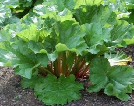 Planter, cultiver et entretenir la rhubarbe à l'extérieur, quand récolter et comment se propager