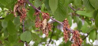 Prečo čerešňové ovocie sčervenajú a sušia na strome a čo treba urobiť