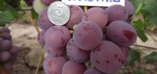 Описание на сорта грозде Низин и неговите характеристики, предимства и недостатъци