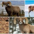 Názov horských oviec a ako vyzerajú, kde žijú a čo jedia