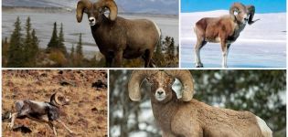 Kalnų avių vardas ir kaip jos atrodo, kur gyvena ir ką valgo