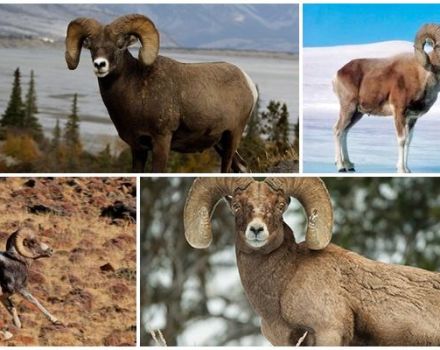 Kalnų avių vardas ir kaip jos atrodo, kur gyvena ir ką valgo