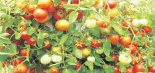 Popis odrůdy rajčat Ampelny mix, vlastnosti pěstování a péče