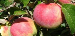 Opis odrody jabloní Tolunay a charakteristika odolnosti proti mrazu a výnosov