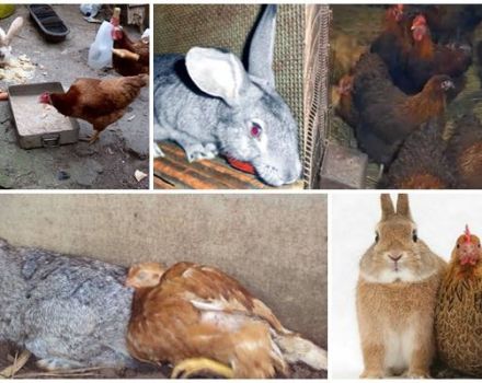 Is het mogelijk om konijnen en kippen in dezelfde kamer te houden, de voor- en nadelen