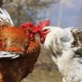 Čo robiť, keď sa kurčatá navzájom klovajú krvou, príčinami a liečbou kanibalizmu