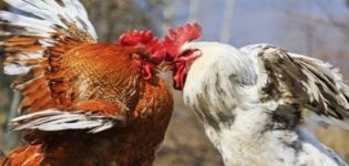 Vad man ska göra om kycklingar hackar varandra till blod, orsaker och behandling av kannibalism