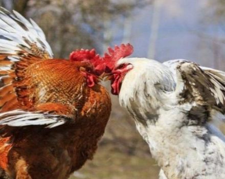 Que faire si les poulets se picorent le sang, les causes et le traitement du cannibalisme