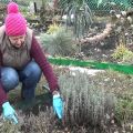 Príprava levandule na prezimovanie v moskovskom regióne a ako najlepšie pokryť rastlinu