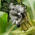 Beschrijving en behandeling van ziekten en plagen van maïs, maatregelen om ze te bestrijden