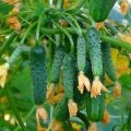 Review of the best self-pollinated cucumber varieties for the greenhouse and open field