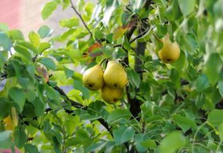 Plantar, cultivar y cuidar peras en campo abierto