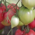 Egenskaper och beskrivning av tomatsorten Hallonimperium, dess utbyte