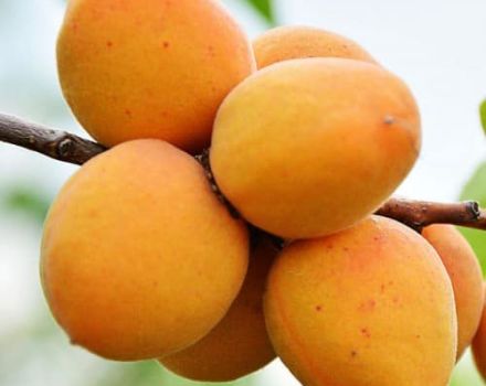 Caractéristiques de la variété d'abricots Hochet, description des avantages et inconvénients, rendement