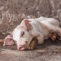 Kiaulių ligų požymiai ir simptomai, jų gydymas ir prevencija