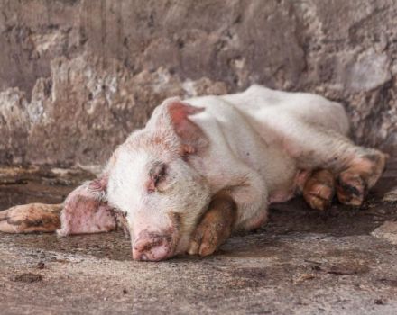 Signs and symptoms of pig diseases, their treatment and prevention