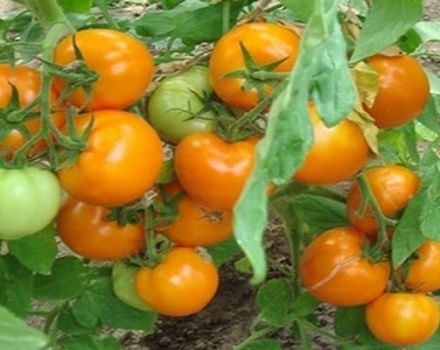 Descrizione della fiaba persiana varietà di pomodoro, le sue caratteristiche e produttività