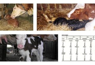 Vad man ska göra om en ko kalvar, men det finns ingen mjölk och vad som ska behandlas