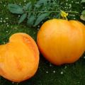 Egenskaper och beskrivning av tomatsorten Honungsjätten, dess utbyte