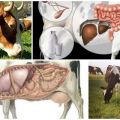 Vad man ska göra hemma om en ko har mage och hur man börjar den
