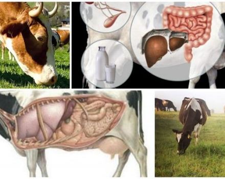 Mi a teendő otthon, ha a tehénnek gyomor van, és hogyan kell elindítani?