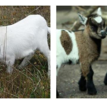 Jak długo kozy są hodowane na mięso, wiek do kastracji koźląt