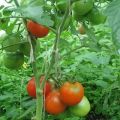 Ako správne vytvárať paradajky v skleníku a na otvorenom poli