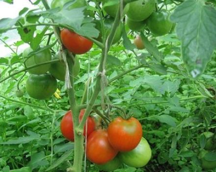 Hur du formar tomater i ett växthus och öppet fält
