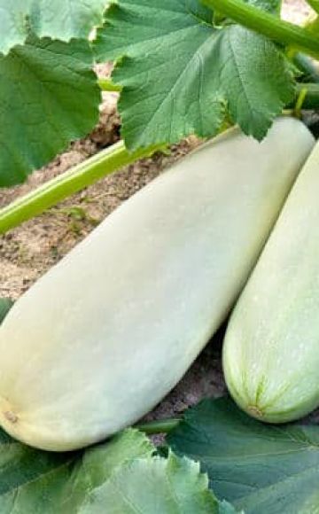 Why zucchini grow poorly and turn yellow in the open field, what to do, treatment
