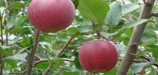 Características y descripción de la variedad de manzana Aprelskoye, regiones de cultivo y resistencia a enfermedades.