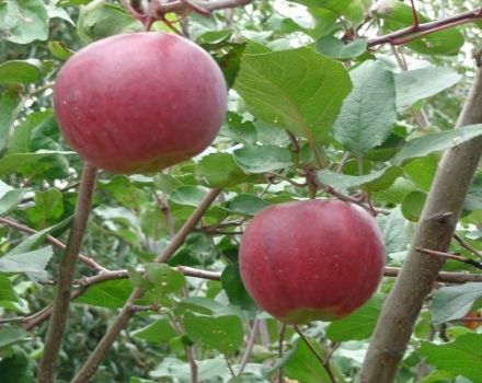 Características y descripción de la variedad de manzana Aprelskoye, regiones de cultivo y resistencia a enfermedades.