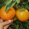 Oranžinių pomidorų veislės aprašymas, jo savybės ir produktyvumas