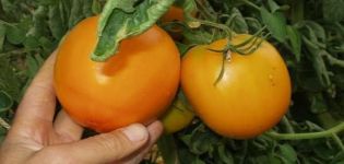 Oranžinių pomidorų veislės aprašymas, jo savybės ir produktyvumas
