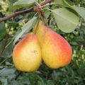 Beskrivning av de bästa sorterna päron för Sibirien, plantering och vård