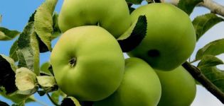 Beskrivningar av de bästa sorterna av äppelträd för odling i Sibirien och hur man kan sköta dem ordentligt