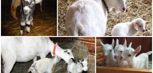 Kedy je lepšie odstrániť deti z kozy, ako nakŕmiť mladých a ako vychovávať