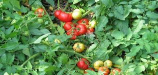 Caratteristiche e descrizione della varietà di pomodoro Holiday