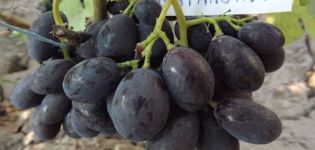 Beschrijving en kenmerken van de Catalaanse druivensoort, vruchtvorming en teeltregels