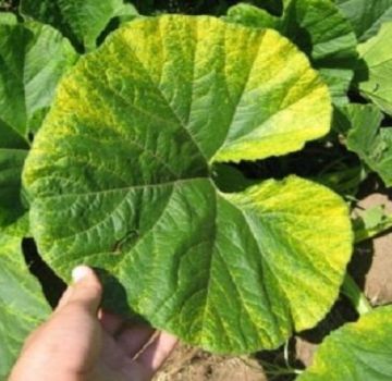 Why do pumpkin leaves start to turn yellow in the open field and what to do?