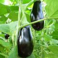 Beskrivning av Destan f1 aubergine variation, egenskaper och utbyte