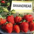 Beskrivning av remontant variation av jordgubbar San Andreas, plantering och skötsel
